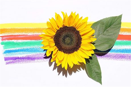 Diamond Painting Kit 5D DIY, Rainbow Flower, Wall Art